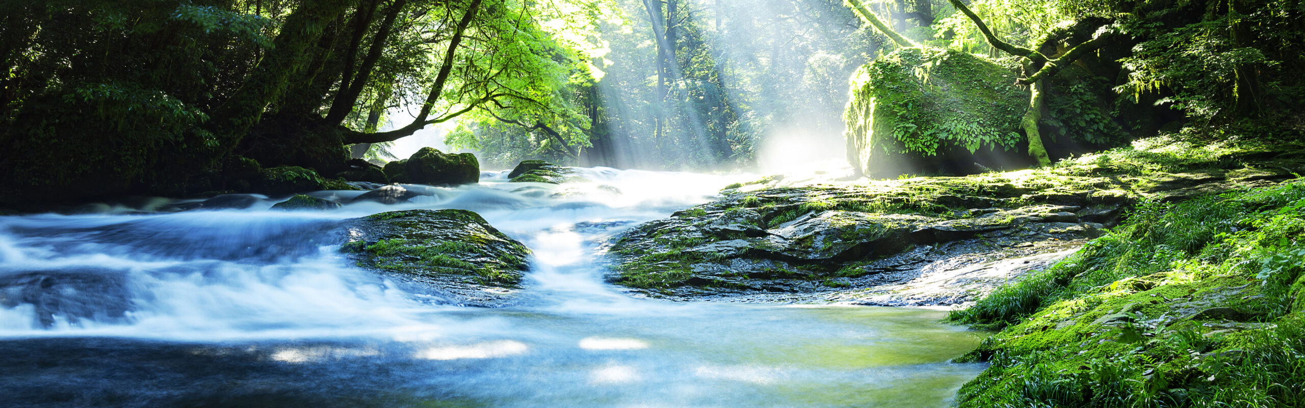 A clean river flows through a vibrant, green forest